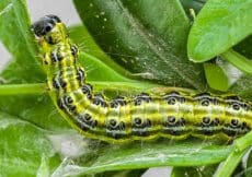 Buxus rups bestrijding Buxus rups bestrijding