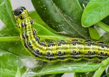 Buxus rups bestrijding