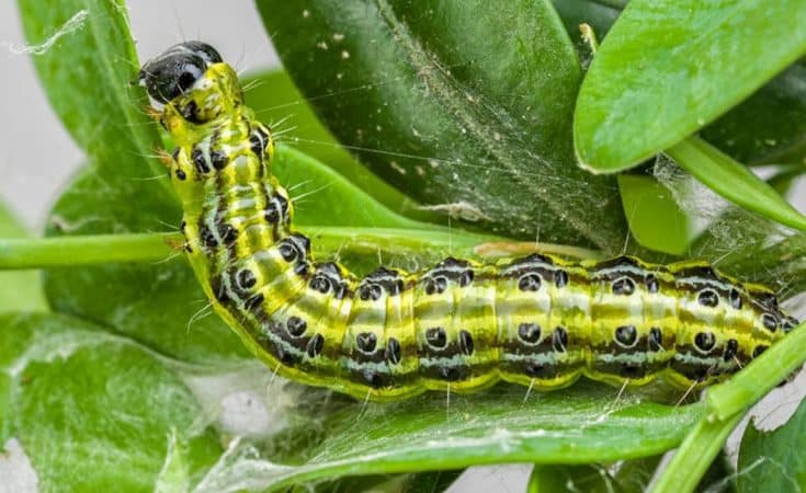 Buxus rups bestrijding Buxus rups bestrijding