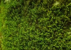 Moswand maken Moswand maken