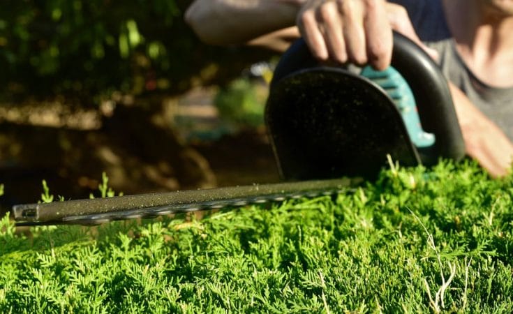 Heg snoeien Heg snoeien