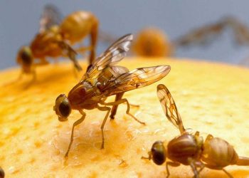 Handige tips tegen fruitvliegjes