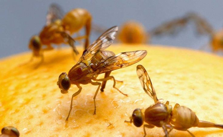 Handige tips tegen fruitvliegjes