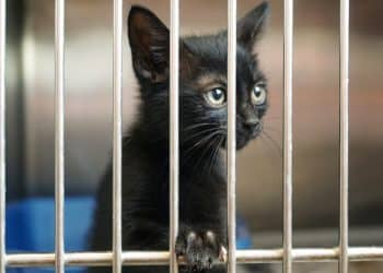 Een huisdier nemen, aan beginnen ja of nee?