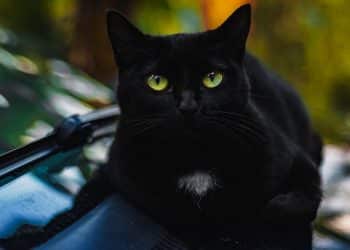 Vrijdag de dertiende, ongeluksdag?