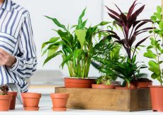 De acht meest onverwoestbare kamerplanten!