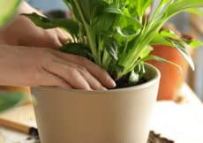 Rouwvliegjes bestrijden! Tips hoe je er vanaf komt! Rouwvliegjes bestrijden! Tips hoe je er vanaf komt!