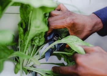 Een moestuin in een kleine tuin, hoe begin je?