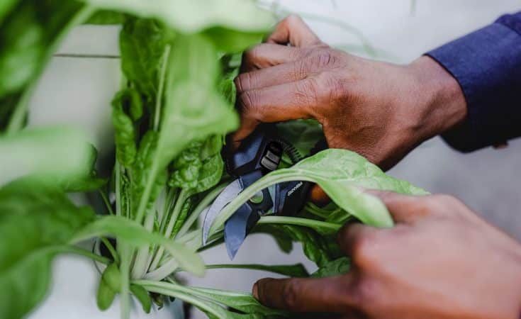 Een moestuin in een kleine tuin, hoe begin je?
