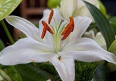 Erfenis in 2021: alles wat je moet weten! Erfenis in 2021: alles wat je moet weten!