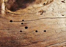 5 Tips bij houtworm bestrijden voor een veilig thuis!