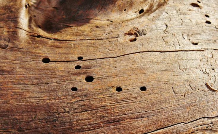 5 Tips bij houtworm bestrijden voor een veilig thuis! 5 Tips bij houtworm bestrijden voor een veilig thuis!